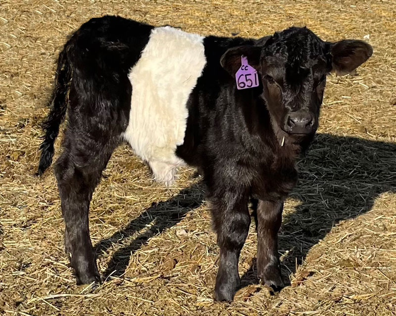 belted gateway calf